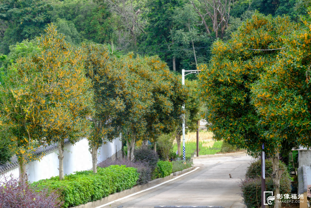 最佳观赏期！福州满城都是！但千万别吃……