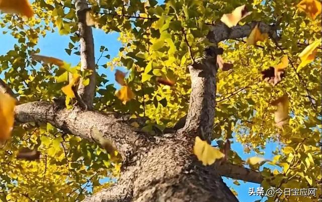 宝应的银杏：一树秋黄、半城诗意