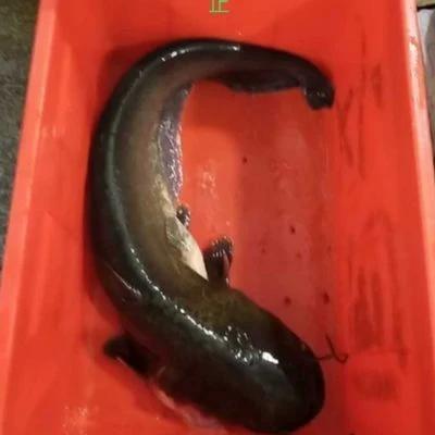 鲢鱼有如下营养价值和功效（鲢鱼的营养价值与功效）