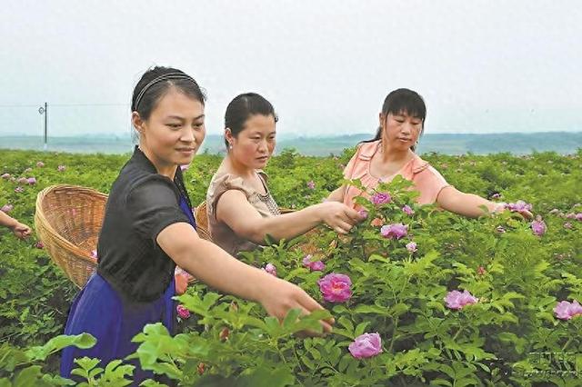 游客在红湾社区体验玫瑰采摘