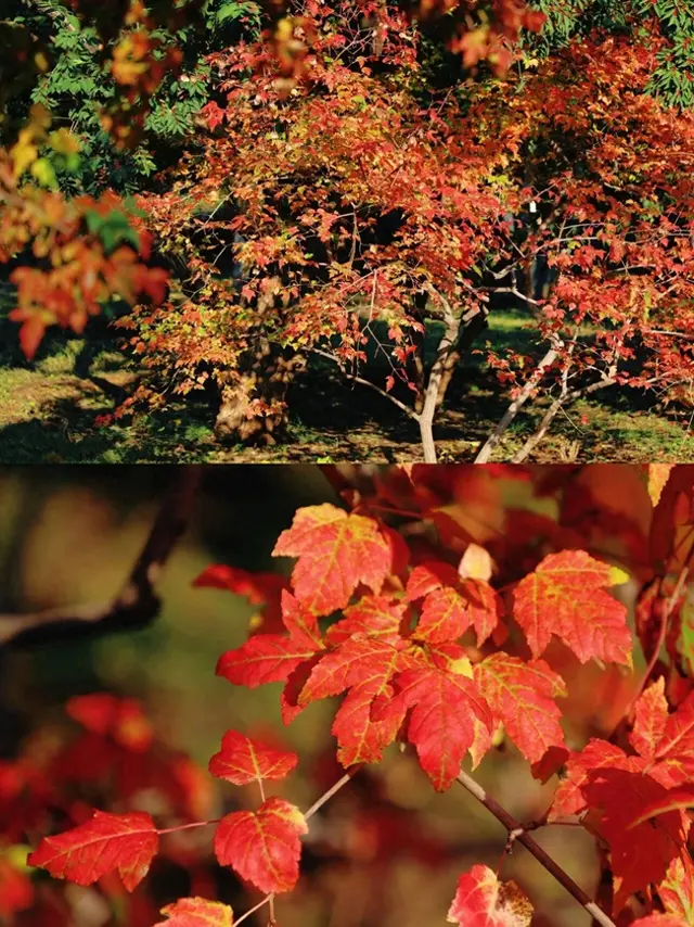 美爆！北京全城红叶上线！还有绝美花海！