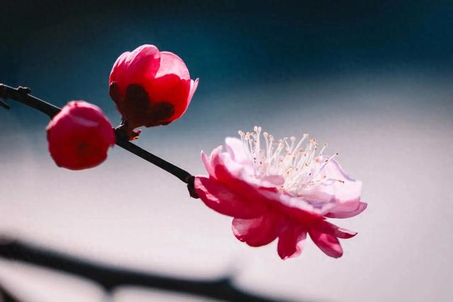 无锡梅园最新公告!