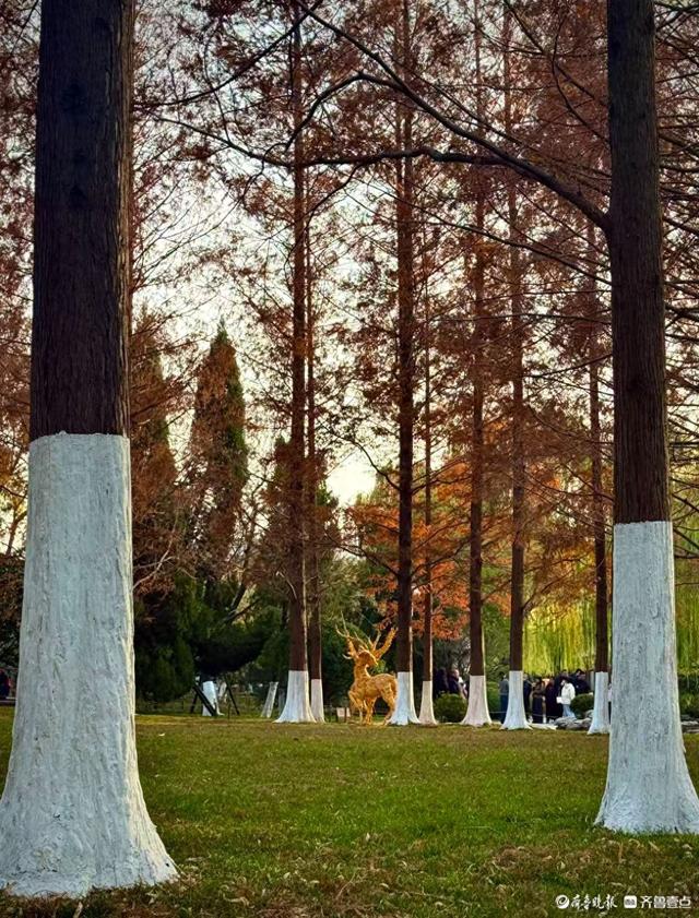 五龙潭公园里水杉林里，“跳”进来两只银杏鹿