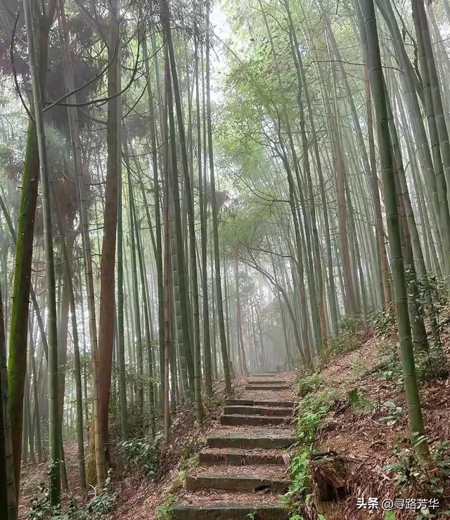茶山竹海深处那株翠竹