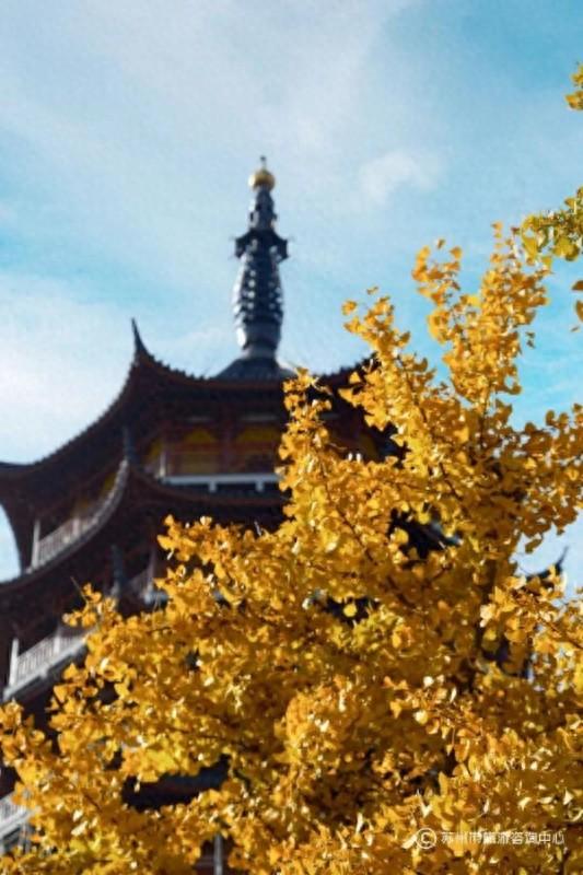 火上央视！苏州变身“黄金州”