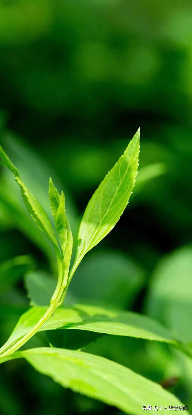 问小白-果断不移的采办股票(1)