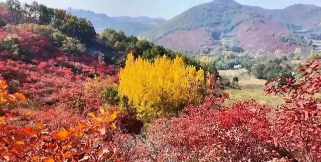 镇平老庄镇：红叶漫山引客来 服务暖心助发展