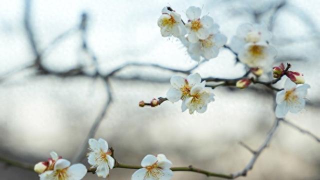 梅花遇上《王者荣耀》，第十八届杭州超山梅花季开幕