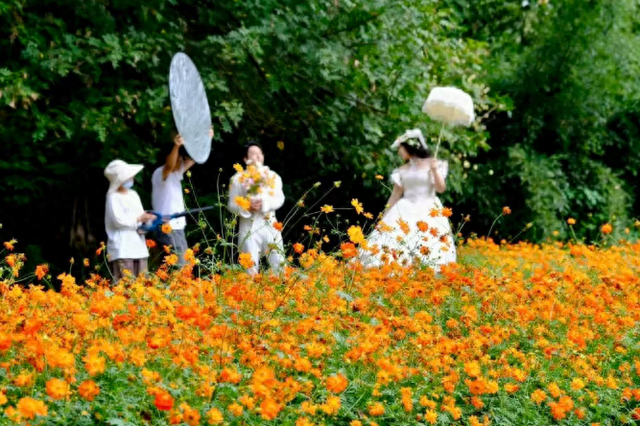 邂逅武汉植物园秋日浪漫 硫华菊灿若云霞 绣球粉面初现