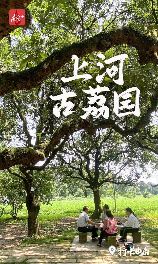 荔枝博物馆 千年活化石｜打卡电白