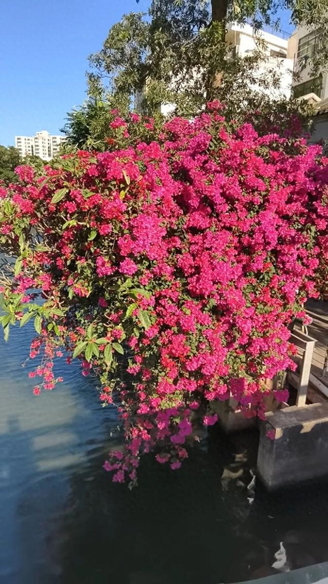 海口新晋打卡点？海口大同桥，因为TA火了→