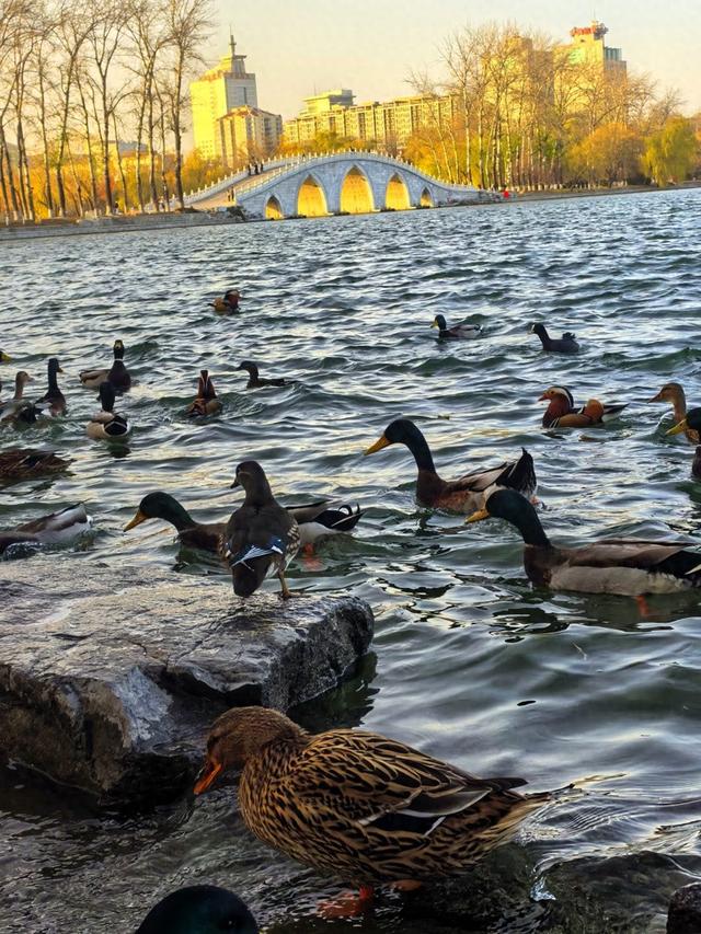 玉渊潭版“金光穿洞”上演，大量水禽都来“观赏”