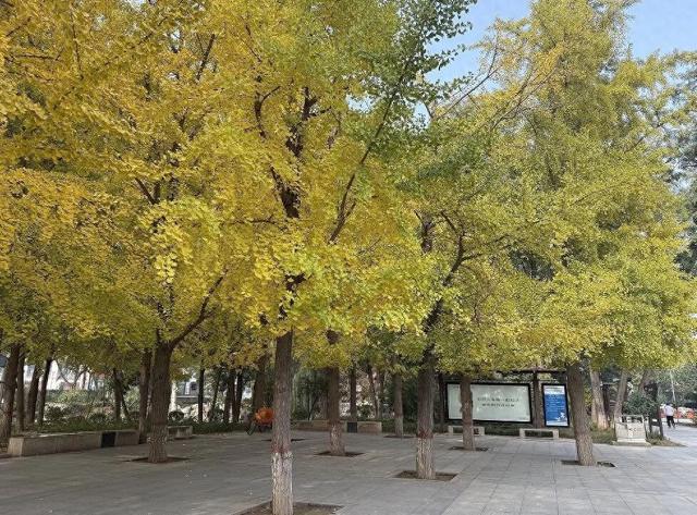 半城金黄！石家庄公园银杏已达颜值巅峰