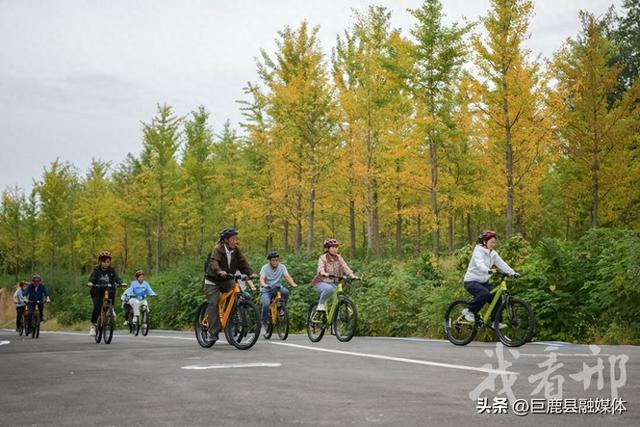 栾卸银杏风景区：千辆单车免费骑 运动康养两相宜