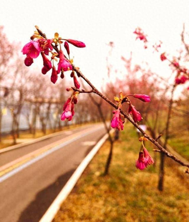寒冬樱色 一眼心动 快来华容杏福园邂逅2026第一缕春信