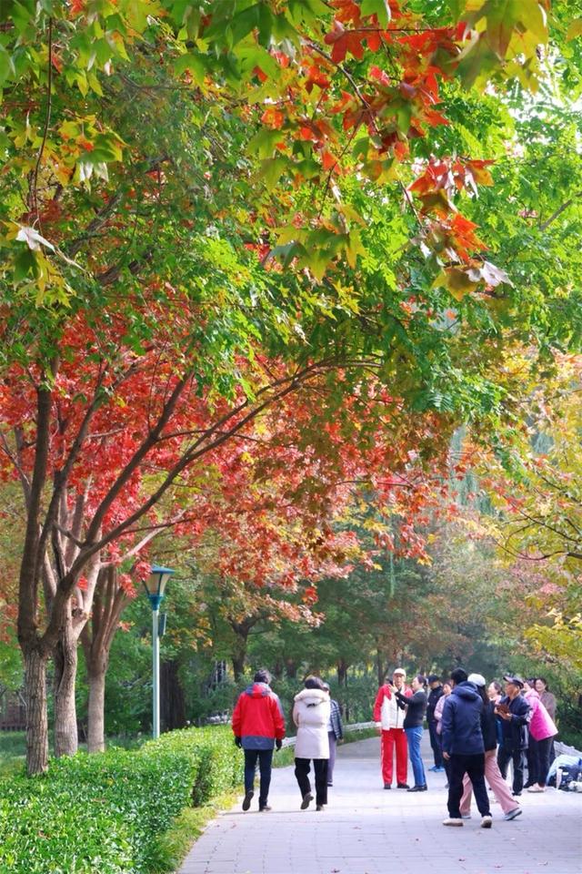 彩叶变色率超85%，玉渊潭公园推出四大赏秋打卡点位