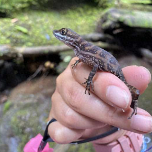 从变色龙身上学到：颜色变化如何成为生命活力的“晴雨表”？