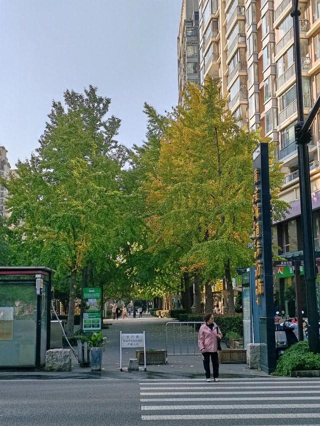 银杏渐黄，黄金城道即将进入“观赏季”→