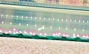 昆明鸟类智能监测新技术显著提升观测工作系统性科学性 AI瞰鸟 一目了然