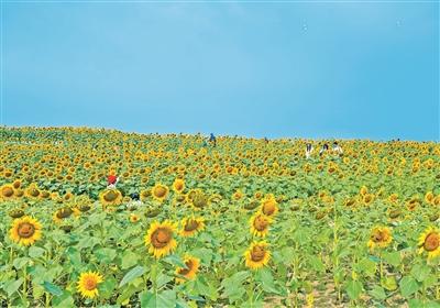 200多个新物种“落户”温榆河