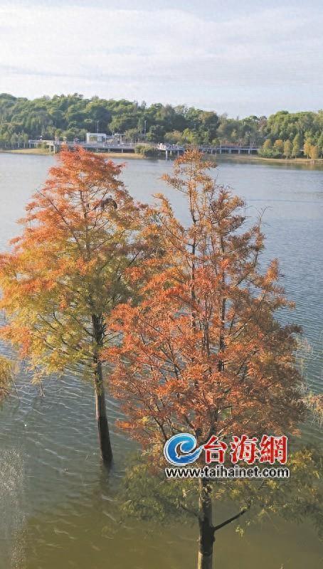 落羽杉红了，打卡“秋日浪漫”