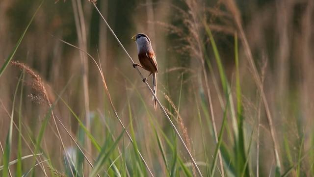 沿着黄河遇见海｜走进天鹅湖国际慢城景区：邂逅 “鸟中大熊猫” 读懂生态之美