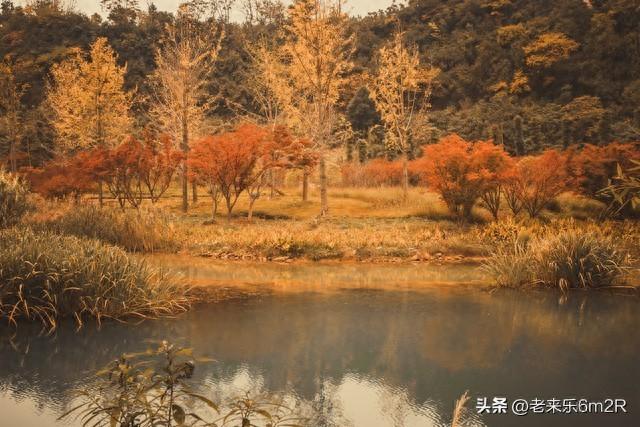 七绝 初冬游莞市公园