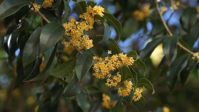 花香四溢秋意浓 广元市昭化区2000余株桂花进入最佳观赏期