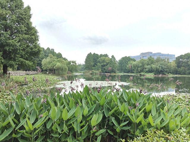 ​苏州私藏的绿野仙踪，翡翠湖水安置漂泊的灵魂！