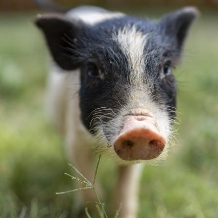 周四	，属猪的朋友请注意：一个可能影响你全年的关键转折正在靠近