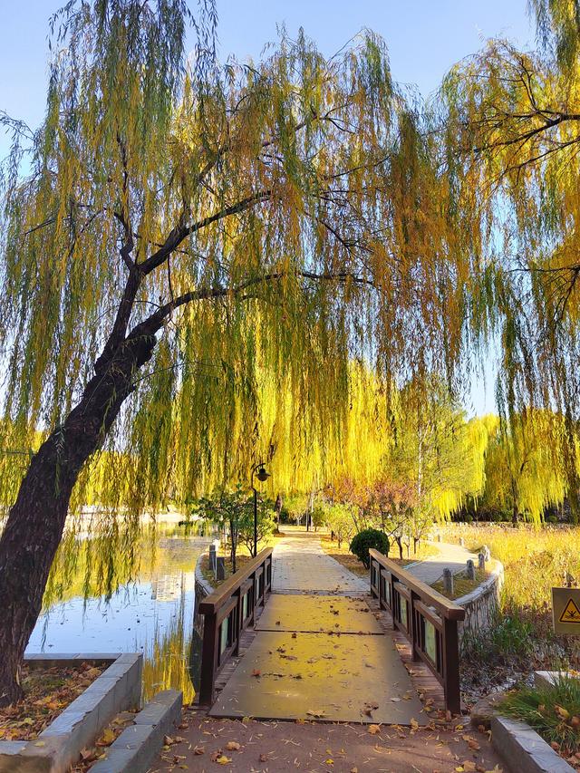 初冬，石家庄裕西公园落叶飘飘！