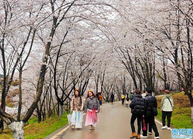 雨中赏樱！贵安樱花园美出不一样的格调