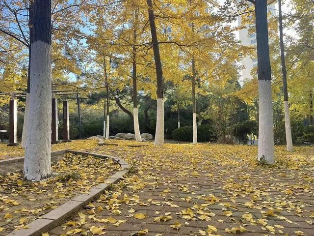 落叶缓扫！辽宁一地打造叶景打卡地