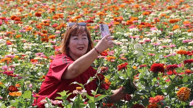 🤳🤗🦋🥰呼图壁石梯子“天山花海”花开正艳儿
