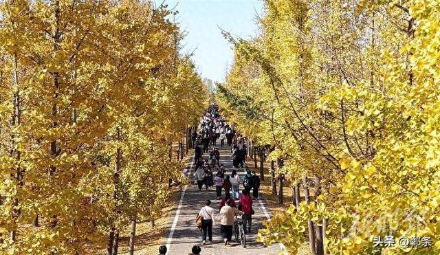 千亩银杏“披金”迎客来