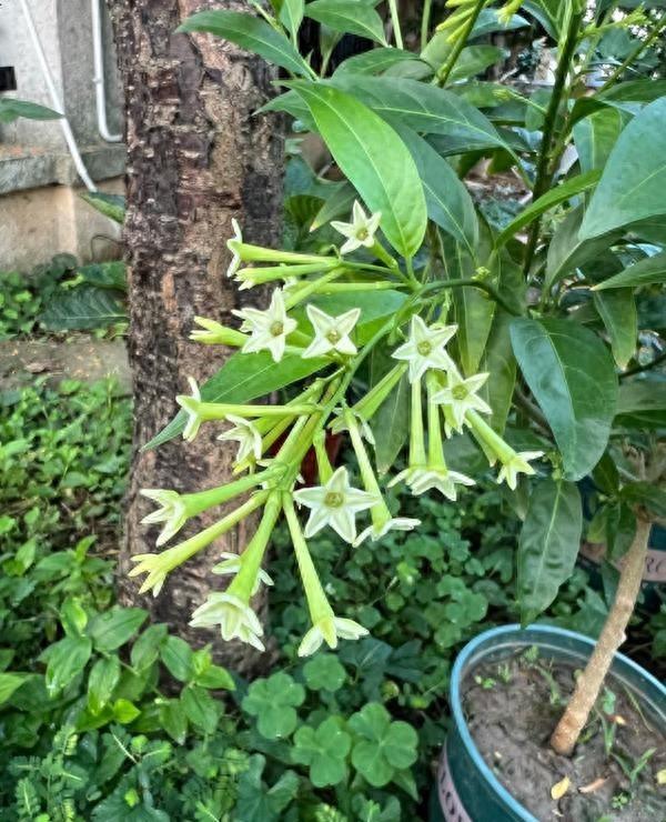 阴花不能进阳宅！这5种花“打死”也不养，家里若有？快挪走！