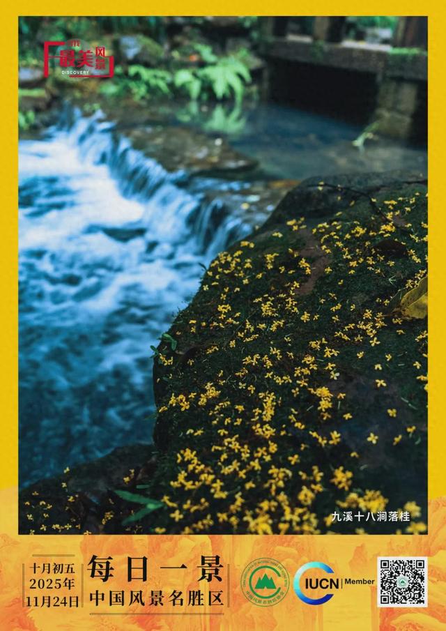 每日一景 | 九溪十八涧落桂