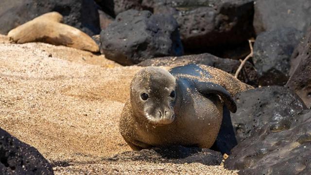 火影凯的橡果（美国国家公园独有的12种神奇野生动物）