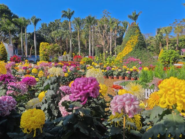 免费看！5000㎡花海、300余种菊花，深圳东湖菊展来了