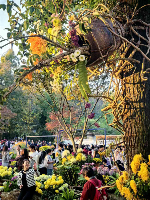 赴响鼓岭菊约：赏姿、悟韵、品香的治愈之旅