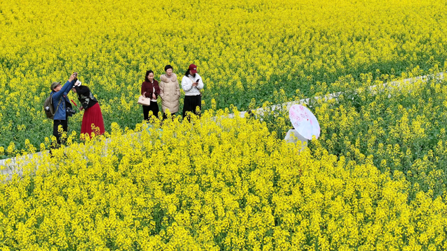 兴山：龙池村千亩油菜花盛放 零碳乡村邀您共赴春日之约