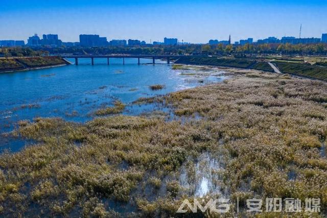 视觉安阳丨风吹殷墟芦苇白 水净天青入画来