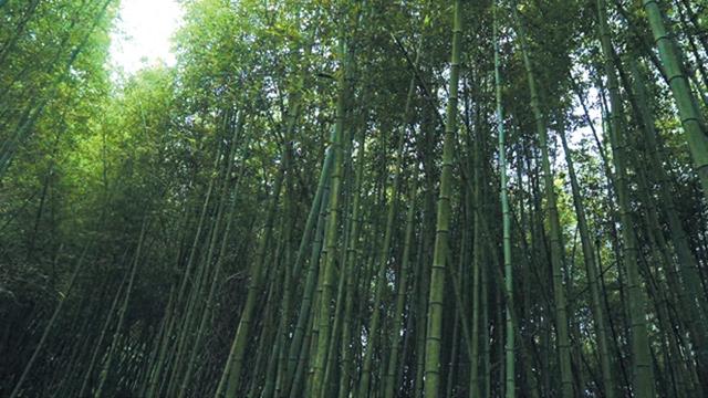 盘州市竹海景区：绿竹幽幽 避暑仙境