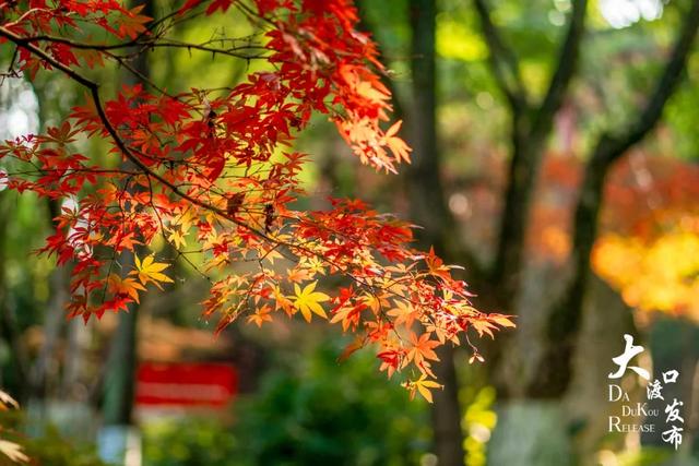 大渡口冬日“顶流”红了