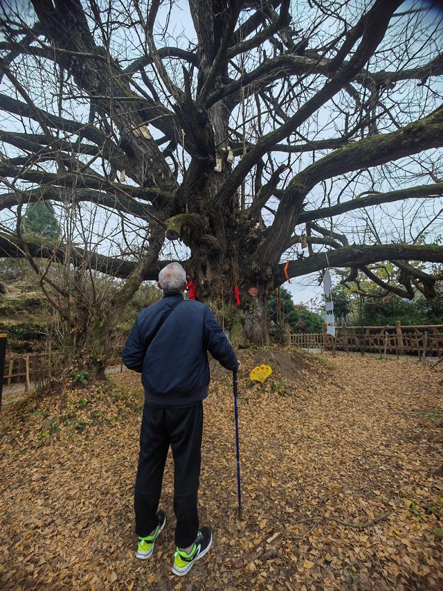 千年古树在寒风中等待轮回
