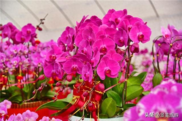 入园赏春花，回家带年花，佛山卡玛缤纷花世界年花节开幕了