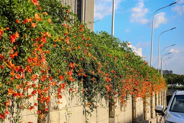 花开四季扮靓城市环线，古城武昌变身“花都”