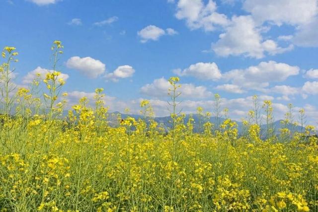 澜沧上允镇：春意渐浓 油菜花开赏花正当时