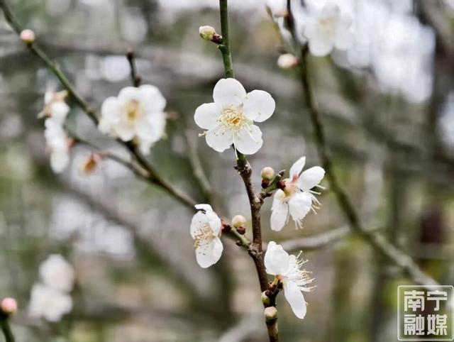 快来赴一场早梅之约！南宁市石门公园第一波青梅悄然绽放