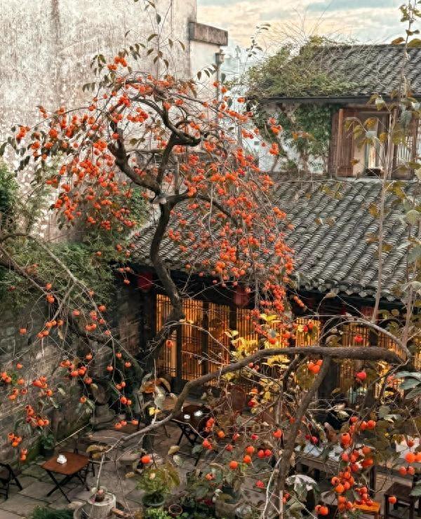 安徽一人家“老屋一棵柿子树”走红，真的很特别，飞趟徽州只为它